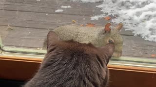 Cat Tries Playing with Squirrel Through Glass