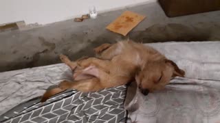 Dog sleeps like a human...!