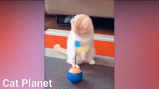 Cat playing with a ball, cute moments part 1