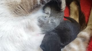 Momma Cat Cuddling Newborn Kittens