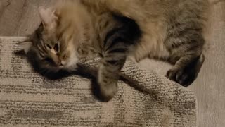Cat vs Carpet! Very funny
