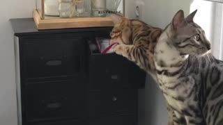 Bengal cat smartly opens drawer to fetch treats