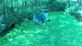 Mama Bear Brought Her Babies to Play on the Hammock