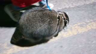 Raccoon takes a health walk every night to lose weight.
