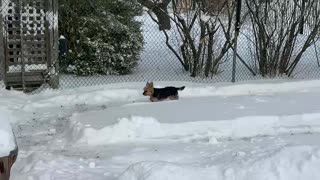 Man builds epic backyard snow maze for his dog