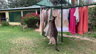 Kangaroo Helps with Clothes