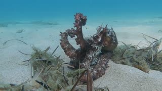 Octopus Changes Color to Resemble Ocean Floor