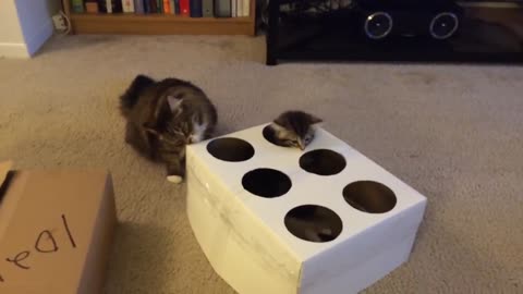 The real kitten Whack-A-Mole