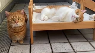 Super cute cats chill out on their custom beds