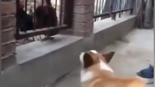 Funny Dogs Scared Of Chickens