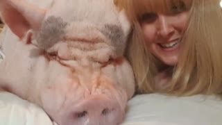 Mom Surprises Her Mini Pig