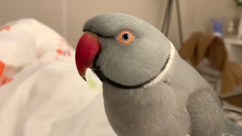 Cute talking parrot says that he’s a “poopie”