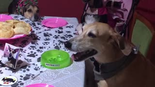 Dog Celebrating Birthday with Nine Brothers