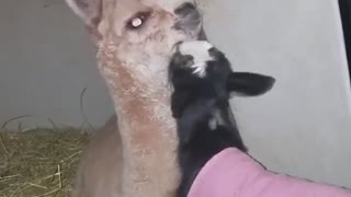 So Many Goat Kisses