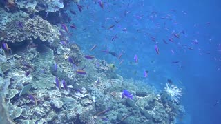 Dive with hundreds of purple fish