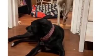Dog Hugs His Friend Goodnight Before Going To Bed