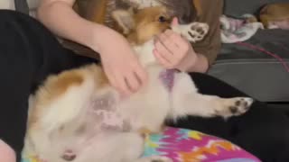 Baby girl puppy dogs Belly scratch