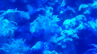 ocean dwellers corals