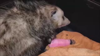 Opossum Needs Help
