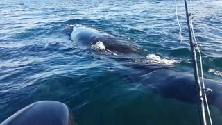 Close Encounter With Southern Right Whales