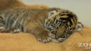 Very CUTE BABY TIGER !!