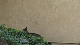 Funny cat climbing into house