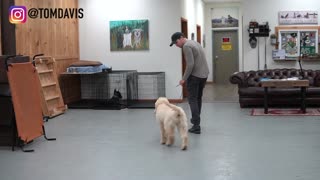 Teach ANY dog to walk nice on the leash!