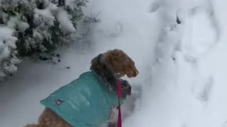 Ruby’s First Snowfall