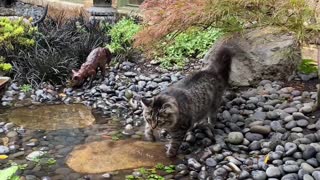 Cat Crossing Indoor Stream Not Fond of Water