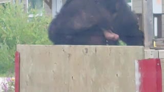 Bear Jumps Fence and Flees