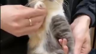 Funny cat dancing very cute