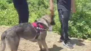 This loving dog is very thirsty
