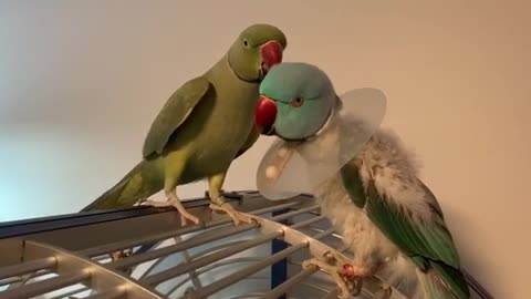 Indian Ringneck Parrot takes care of baby brother