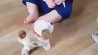 Laughing baby with jumping dog