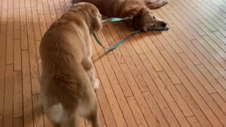 Golden Retriever Pup Takes Friend for a Spin