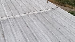 Barn roofing progress