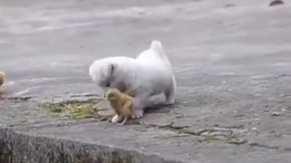 Cute Puppy Playing with Chickens 😍❤️ Video