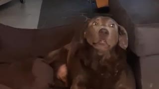 Goofy Labrador acts so silly for the camera