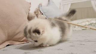 videos of cute kittens very cute short leg cat