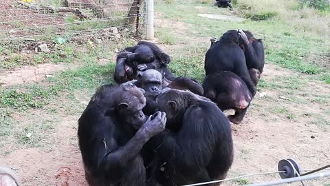 Chimps groom eachother in preparation for the weekend