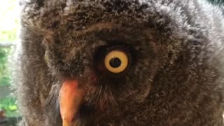 Baby owl gets love and attention from caretaker