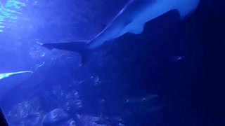 Inside The Shark Tank