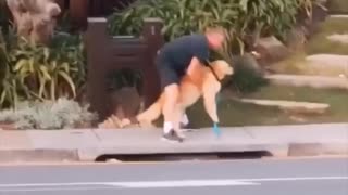 Golden Retriever Refuses to Walk with Owner