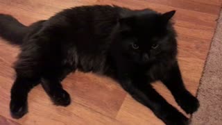 Black Cat - Original
