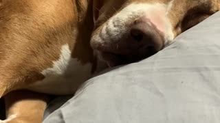 Sleeping Dog Snores In Hilarious Fashion