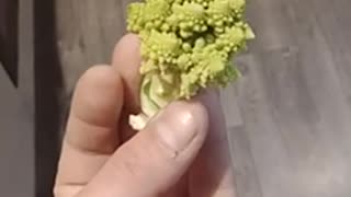 Fibonacci Cauliflower Part2