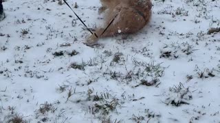 Golden Retriever Grabs Tail and Does Somersaults Down a Hill