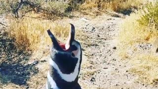 Have you heard the penguin song before?