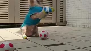 athlete dog playing with ball