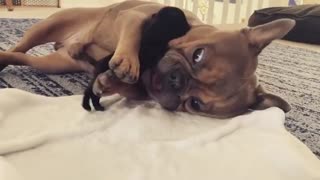 Adorably gentle Frenchie plays with tiny newborn Pug puppy